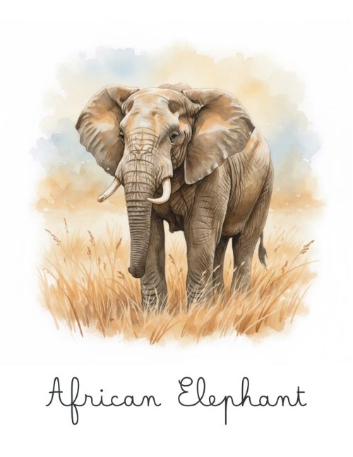 African Elephant