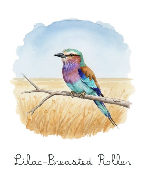 Lilac-Breasted Roller